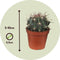 Plant in a Box - Mix van Mini Cactussen - Mix van 12 stuks - Echte Cactusplanten - Pot 5,5cm - Hoogte 5-10cm