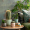 Plant in a Box - Mix van Mini Cactussen - Mix van 6 stuks - Echte Cactusplanten - Pot 5,5cm - Hoogte 5-10cm