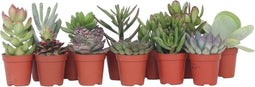 Plant in a Box - Mix van Mini Vetplanten - Mix van 12 stuks Vetplanten - Echte Planten - Decoratief en Makkelijk te Onderhouden - Pot 5,5 cm - Hoogte 5-10 cm