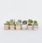 Plant in a Box - Mix van Mini Vetplanten - Mix van 12 stuks Vetplanten - Echte Planten - Decoratief en Makkelijk te Onderhouden - Pot 5,5 cm - Hoogte 5-10 cm