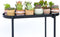 Plant in a Box - Mix van Mini Vetplanten - Mix van 12 stuks Vetplanten - Echte Planten - Decoratief en Makkelijk te Onderhouden - Pot 5,5 cm - Hoogte 5-10 cm