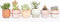 Plant in a Box - Mix van mini-vetplanten - Mix van 6 stuks Vetplanten - Echte Planten - Decoratief en Makkelijk te Onderhouden - Pot 5,5cm - Hoogte 5-10cm