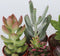 Plant in a Box - Mix van mini-vetplanten - Mix van 6 stuks Vetplanten - Echte Planten - Decoratief en Makkelijk te Onderhouden - Pot 5,5cm - Hoogte 5-10cm