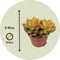 Plant in a Box - Mix van mini-vetplanten - Mix van 6 stuks Vetplanten - Echte Planten - Decoratief en Makkelijk te Onderhouden - Pot 5,5cm - Hoogte 5-10cm