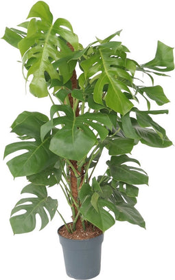 Plant in a Box - Monstera Deliciosa - Gatenplant - Groene kamerplant - Pot 24cm - Hoogte 120-130cm