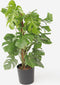 Plant in a Box - Monstera Deliciosa - Gatenplant - Groene kamerplant - Pot 24cm - Hoogte 120-130cm