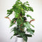 Plant in a Box - Monstera Deliciosa - Gatenplant - Groene kamerplant - Pot 24cm - Hoogte 120-130cm