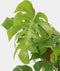 Plant in a Box - Monstera Deliciosa - Gatenplant - Groene kamerplant - Pot 24cm - Hoogte 120-130cm
