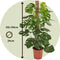 Plant in a Box - Monstera Deliciosa - Gatenplant - Groene kamerplant - Pot 24cm - Hoogte 120-130cm