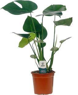 Plant in a Box - Monstera Deliciosa - Gatenplant - Kamerplant - Pot 14cm - Hoogte 45-55cm