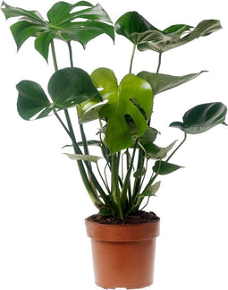 Plant in a Box - Monstera Deliciosa - Gatenplant - Kamerplant - Pot 17cm - Hoogte 50-60cm