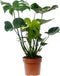 Plant in a Box - Monstera Deliciosa - Gatenplant - Kamerplant - Pot 17cm - Hoogte 50-60cm