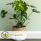 Plant in a Box - Monstera Deliciosa - Gatenplant - Kamerplant - Pot 17cm - Hoogte 50-60cm