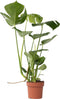 Plant in a Box - Monstera Deliciosa - Gatenplant - Kamerplant - Pot 17cm - Hoogte 50-60cm