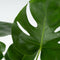 Plant in a Box - Monstera Deliciosa - Gatenplant - Kamerplant - Pot 14cm - Hoogte 45-55cm