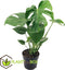Plant in a Box - Monstera Deliciosa - Gatenplant - Kamerplant - Pot 17cm - Hoogte 50-60cm