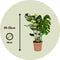 Plant in a Box - Monstera Deliciosa - Gatenplant - Kamerplant - Pot 14cm - Hoogte 45-55cm