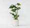 Plant in a Box - Monstera Deliciosa - Gatenplant - Kamerplant - Pot 17cm - Hoogte 50-60cm