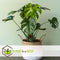Plant in a Box - Monstera Deliciosa - Gatenplant - Kamerplant - Pot 17cm - Hoogte 50-60cm