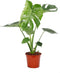 Plant in a Box - Monstera Deliciosa - Gatenplant - Kamerplant - Pot 17cm - Hoogte 50-60cm