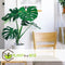 Plant in a Box - Monstera Deliciosa - Gatenplant - Kamerplant - Pot 17cm - Hoogte 50-60cm