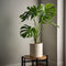 Plant in a Box - Monstera Deliciosa - Gatenplant - Kamerplant - Pot 17cm - Hoogte 50-60cm