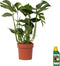 Plant in a Box - Monstera Deliciosa - Pokon - Pot 21cm - Hoogte 70-80cm