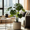 Plant in a Box - Monstera Deliciosa - Pokon - Pot 21cm - Hoogte 70-80cm