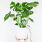 Plant in a Box - Monstera Deliciosa - Pokon - Pot 21cm - Hoogte 70-80cm