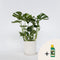 Plant in a Box - Monstera Deliciosa - Pokon - Pot 21cm - Hoogte 70-80cm