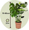 Plant in a Box - Monstera Deliciosa - Pokon - Pot 21cm - Hoogte 70-80cm