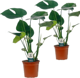 Plant in a Box - Monstera Deliciosa - Set van 2 - Gatenplant - Kamerplant - Pot 14cm - Hoogte 45-55cm