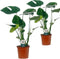 Plant in a Box - Monstera Deliciosa - Set van 2 - Gatenplant - Kamerplant - Pot 14cm - Hoogte 45-55cm