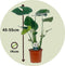 Plant in a Box - Monstera Deliciosa - Set van 2 - Gatenplant - Kamerplant - Pot 14cm - Hoogte 45-55cm
