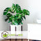 Plant in a Box - Monstera Deliciosa - Set van 2 Gatenplanten - Kamerplant - Pot 17cm - Hoogte 50-60cm