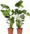 Plant in a Box - Monstera Deliciosa - Set van 2 Gatenplanten - Kamerplant - Pot 17cm - Hoogte 50-60cm