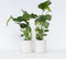 Plant in a Box - Monstera Deliciosa - Set van 2 Gatenplanten - Kamerplant - Pot 17cm - Hoogte 50-60cm