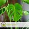Plant in a Box - Monstera Deliciosa - Set van 2 Gatenplanten - Kamerplant - Pot 17cm - Hoogte 50-60cm