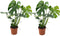 Plant in a Box - Monstera Deliciosa - Set van 2 Gatenplanten - Kamerplant - Pot 17cm - Hoogte 50-60cm