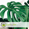 Plant in a Box - Monstera Deliciosa - Set van 2 Gatenplanten - Kamerplant - Pot 17cm - Hoogte 50-60cm