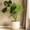 Plant in a Box - Monstera Deliciosa - Set van 2 Gatenplanten - Kamerplant - Pot 17cm - Hoogte 50-60cm