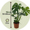 Plant in a Box - Monstera Deliciosa - Set van 2 Gatenplanten - Kamerplant - Pot 17cm - Hoogte 50-60cm
