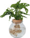Plant in a Box - Monstera Monkey Mask in bolglas - Gatenplant - Hydroponie - Kamerplant op water