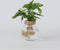 Plant in a Box - Monstera Monkey Mask in bolglas - Gatenplant - Hydroponie - Kamerplant op water