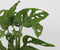 Plant in a Box - Monstera Monkey Mask in bolglas - Gatenplant - Hydroponie - Kamerplant op water