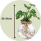 Plant in a Box - Monstera Monkey Mask in bolglas - Gatenplant - Hydroponie - Kamerplant op water
