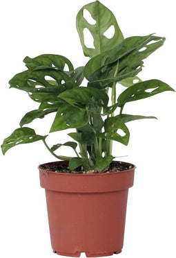 Plant in a Box - Monstera Monkey Mask - Rimpelgatenplant - Groene kamerplant - Pot 12cm - Hoogte 25-30cm