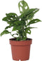 Plant in a Box - Monstera Monkey Mask - Rimpelgatenplant - Groene kamerplant - Pot 12cm - Hoogte 25-30cm