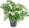 Plant in a Box - Monstera Monkey Mask - Rimpelgatenplant - Groene kamerplant - Pot 12cm - Hoogte 25-30cm