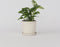 Plant in a Box - Monstera Monkey Mask - Rimpelgatenplant - Groene kamerplant - Pot 12cm - Hoogte 25-30cm